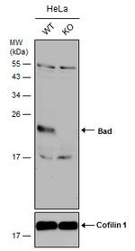 BAD Antibody in Western Blot (WB)