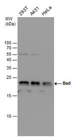 BAD Antibody in Western Blot (WB)