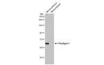 Perilipin 1 Antibody in Western Blot (WB)