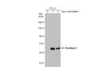 Perilipin 1 Antibody in Western Blot (WB)