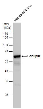 Perilipin 1 Antibody in Western Blot (WB)