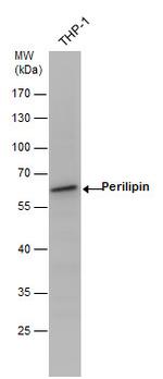 Perilipin 1 Antibody in Western Blot (WB)