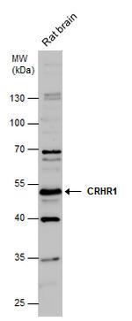 CRHR1 Antibody in Western Blot (WB)