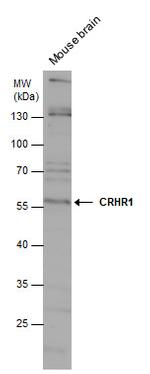 CRHR1 Antibody in Western Blot (WB)