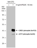 Phospho-CREB (Ser133) Antibody in Western Blot (WB)