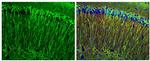 Phospho-Tau (Ser262) Antibody in Immunohistochemistry (Paraffin) (IHC (P))