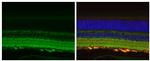 Phospho-Tau (Ser262) Antibody in Immunohistochemistry (Paraffin) (IHC (P))