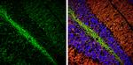 Phospho-Tau (Ser262) Antibody in Immunohistochemistry (Frozen) (IHC (F))