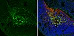 Phospho-Tau (Ser262) Antibody in Immunohistochemistry (Frozen) (IHC (F))