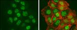 BCLAF1 Antibody in Immunocytochemistry (ICC/IF)