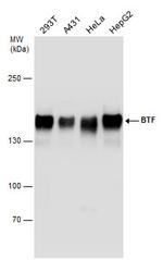 BCLAF1 Antibody in Western Blot (WB)