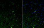 IL-10 Antibody in Immunohistochemistry (Frozen) (IHC (F))