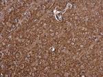 PMCA1 ATPase Antibody in Immunohistochemistry (Paraffin) (IHC (P))