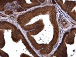 PMCA1 ATPase Antibody in Immunohistochemistry (Paraffin) (IHC (P))