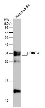 TNNT3 Antibody in Western Blot (WB)