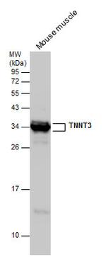 TNNT3 Antibody in Western Blot (WB)