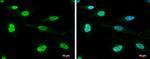 DHX9 Antibody in Immunocytochemistry (ICC/IF)