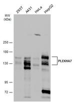 PLEKHA7 Antibody in Western Blot (WB)