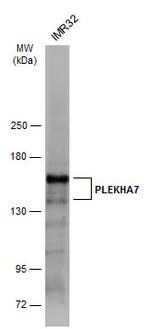 PLEKHA7 Antibody in Western Blot (WB)