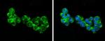 RIP3 Antibody in Immunocytochemistry (ICC/IF)