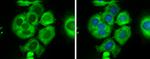 RPS26 Antibody in Immunocytochemistry (ICC/IF)