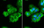 RPS26 Antibody in Immunocytochemistry (ICC/IF)