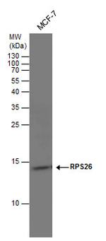 RPS26 Antibody in Western Blot (WB)