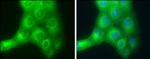 SLK Antibody in Immunocytochemistry (ICC/IF)