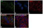 SLK Antibody in Immunocytochemistry (ICC/IF)