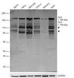 SLK Antibody in Western Blot (WB)