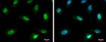 SP100 Antibody in Immunocytochemistry (ICC/IF)