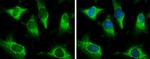 Pyruvate Carboxylase Antibody in Immunocytochemistry (ICC/IF)