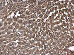 Pyruvate Carboxylase Antibody in Immunohistochemistry (Paraffin) (IHC (P))