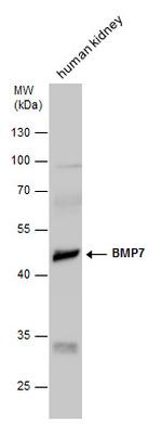 BMP-7 Antibody in Western Blot (WB)