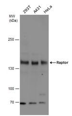 Raptor Antibody in Western Blot (WB)