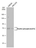 Phospho-Paxillin (Ser273) Antibody in Western Blot (WB)