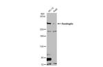 Huntingtin Antibody in Western Blot (WB)