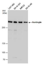 Huntingtin Antibody in Western Blot (WB)