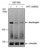 Huntingtin Antibody in Western Blot (WB)