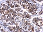 ATG10 Antibody in Immunohistochemistry (Paraffin) (IHC (P))