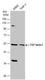 TGF beta-2 Antibody in Western Blot (WB)