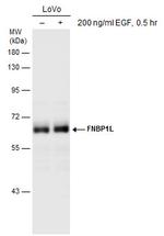 TOCA-1 Antibody in Western Blot (WB)