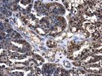 Cystatin C Antibody in Immunohistochemistry (Paraffin) (IHC (P))