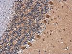 BDNF Antibody in Immunohistochemistry (Paraffin) (IHC (P))