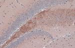 BDNF Antibody in Immunohistochemistry (Paraffin) (IHC (P))