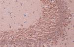 BDNF Antibody in Immunohistochemistry (Paraffin) (IHC (P))