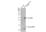 BDNF Antibody in Western Blot (WB)