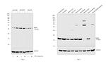 BDNF Antibody in Western Blot (WB)