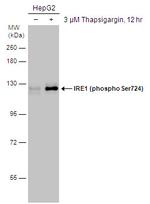 Phospho-IRE1 alpha (Ser724) Antibody in Western Blot (WB)