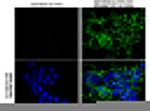 Phospho-EGFR (Tyr1068) Antibody in Immunocytochemistry (ICC/IF)